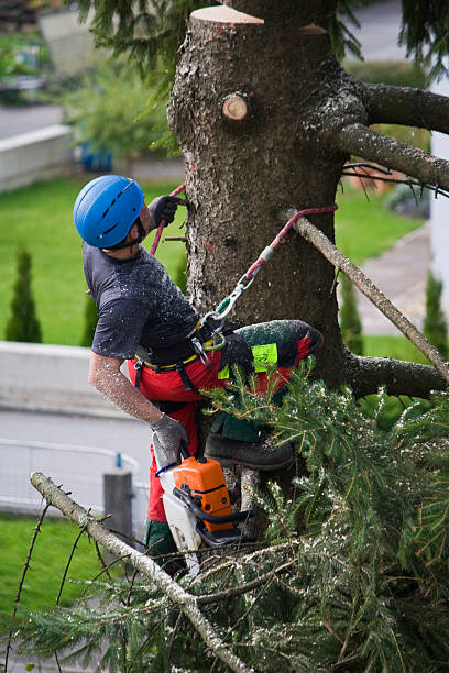 Best Lawn Dethatching Services  in Circle Pines, MN