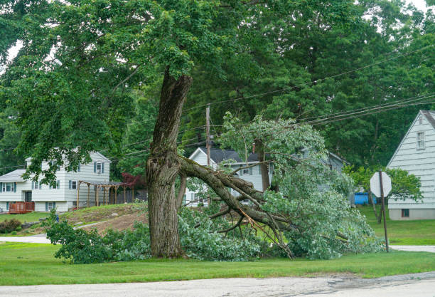 How Our Tree Care Process Works  in  Circle Pines, MN